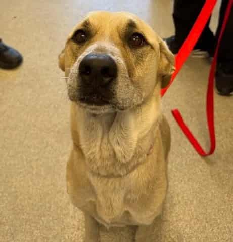 Photo of Tootsie, adoptable Labrador Retriever in Alameda, California