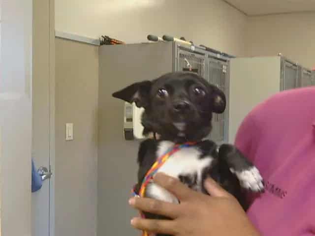 Photo of Oreo, adoptable Chihuahua - Smooth Coated mix in Sacramento, California