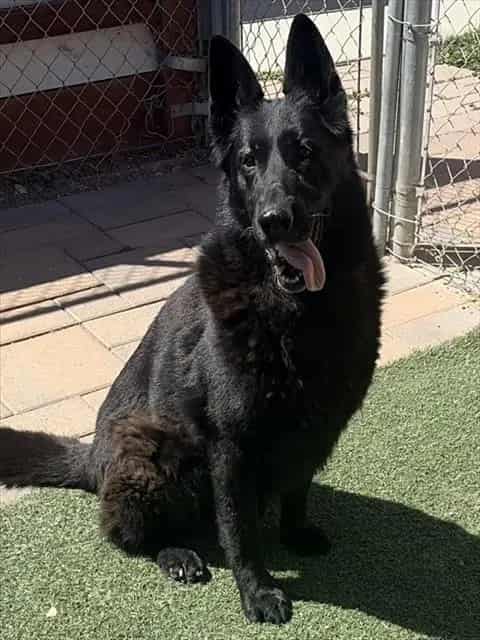 Photo of Luna, adoptable Shepherd in Salinas, California