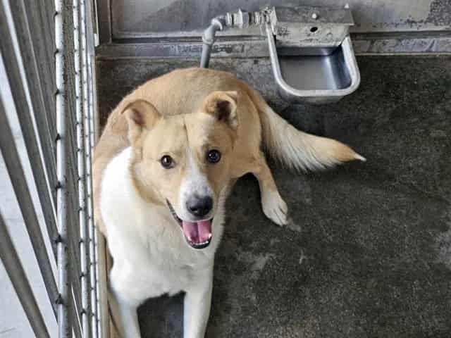 Photo of Senior Shepherd, adoptable Shepherd in Devore, California