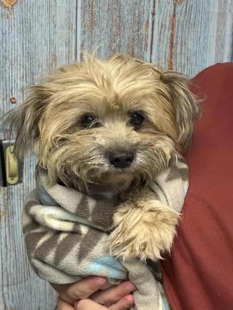 Photo of Senior Yorkshire Terrier, adoptable Yorkshire Terrier in Devore, California