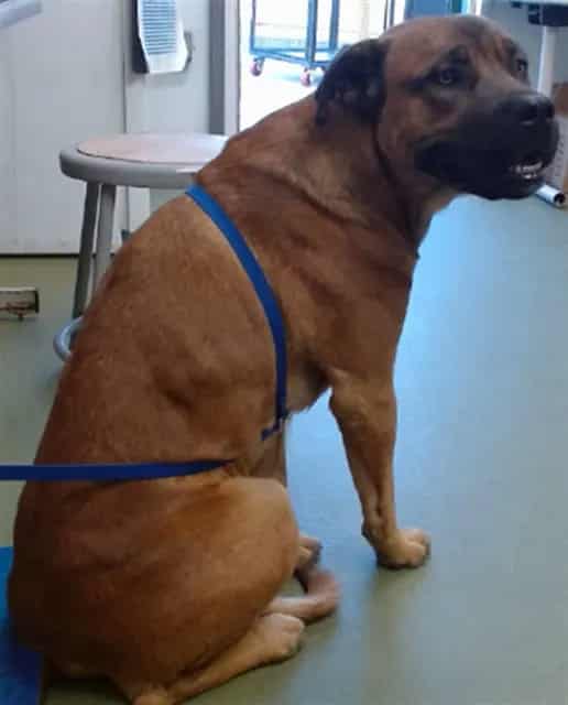 Photo of Senior Shepherd mix, adoptable Shepherd mix in Devore, California