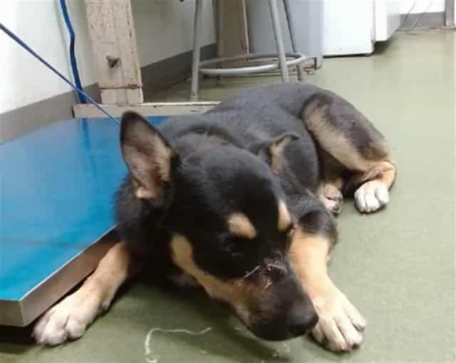 Photo of Senior German Shepherd Dog mix, adoptable German Shepherd Dog mix in Devore, California