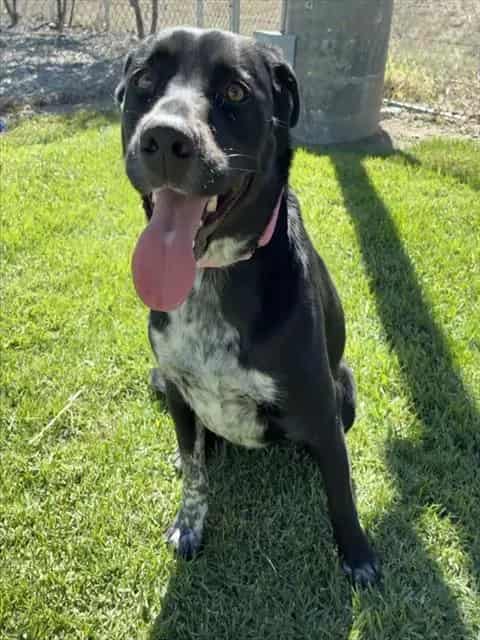 Photo of Senior Labrador Retriever and Australian Cattle Dog, adoptable Labrador Retriever and Australian Cattle Dog in Devore, California