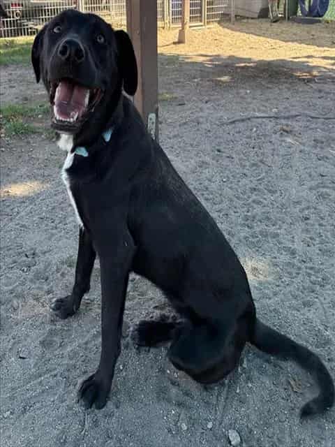 Photo of Senior Labrador Retriever and Australian Cattle Dog, adoptable Labrador Retriever and Australian Cattle Dog in Devore, California
