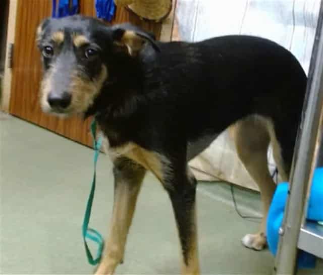 Photo of Senior Terrier mix, adoptable Terrier mix in Devore, California