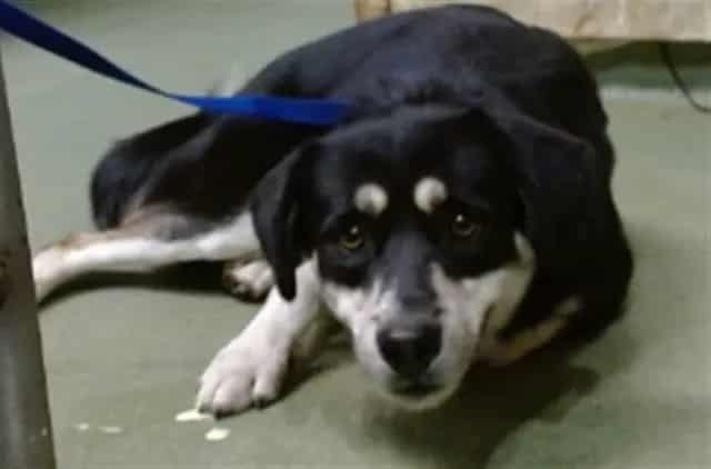 Photo of Senior Shepherd mix, adoptable Shepherd mix in Devore, California