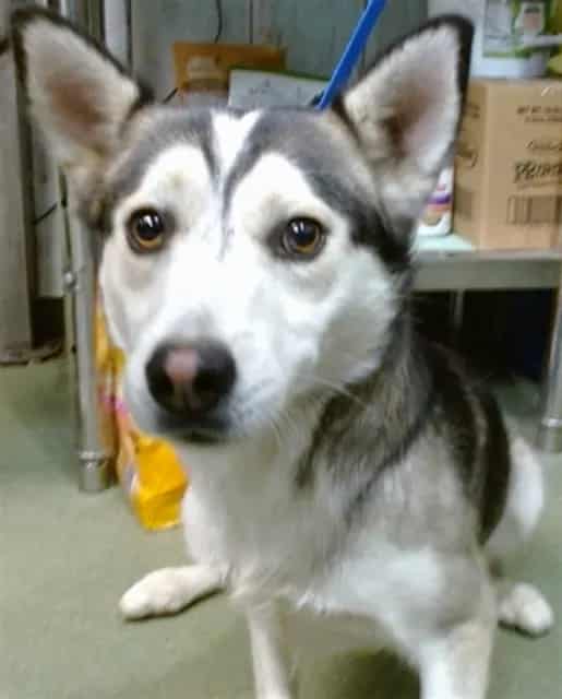 Photo of Senior Husky mix, adoptable Husky mix in Devore, California