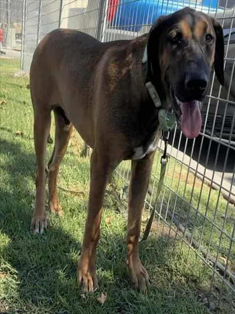 Photo of Senior Shepherd mix, adoptable Shepherd mix in Devore, California