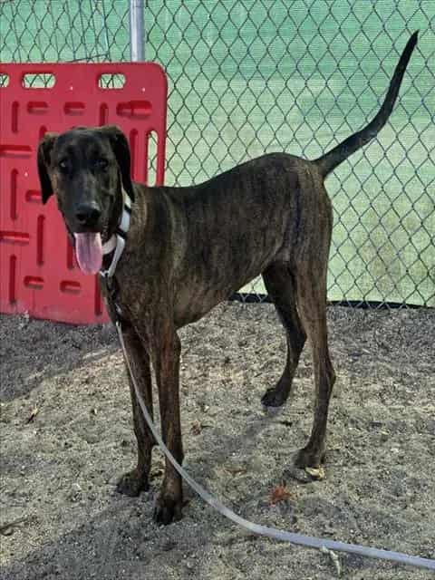 Photo of Senior Shepherd mix, adoptable Shepherd mix in Devore, California