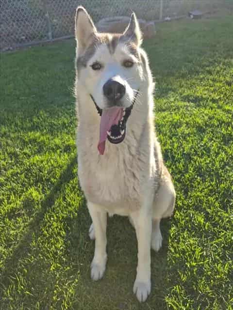 Photo of Senior Husky, adoptable Husky in Devore, California