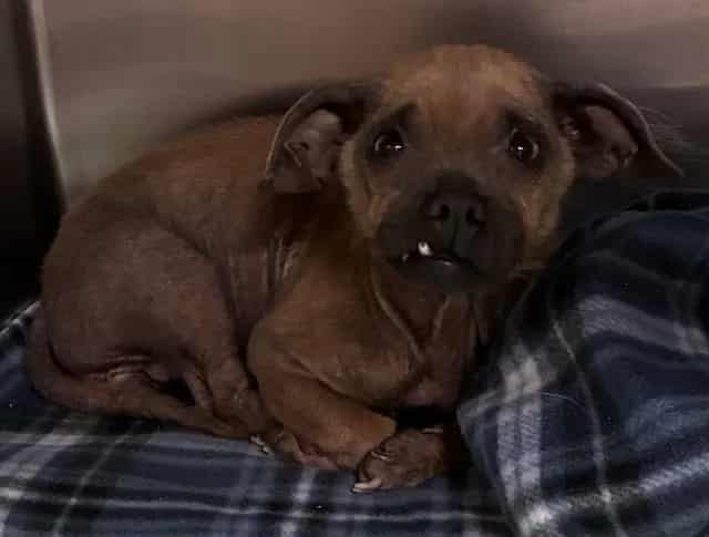 Photo of Senior Chihuahua - Smooth Coated, adoptable Chihuahua - Smooth Coated in Devore, California