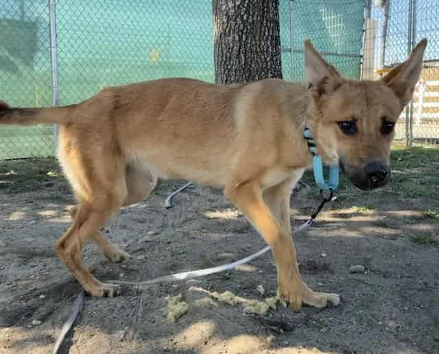 Photo of Senior German Shepherd Dog mix, adoptable German Shepherd Dog mix in Devore, California