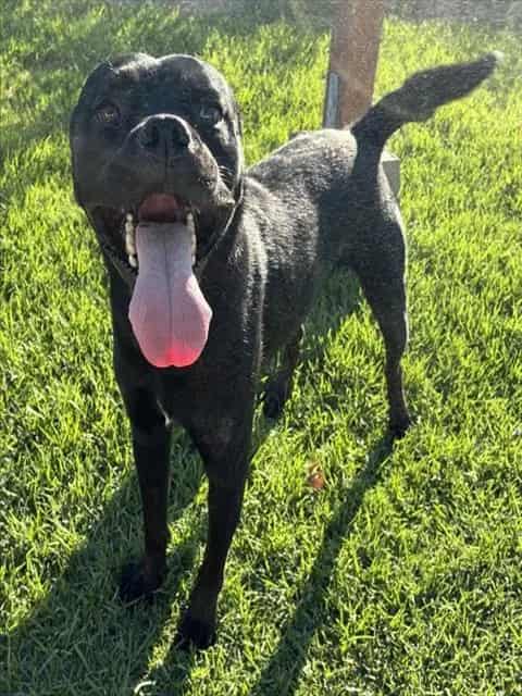 Photo of Senior Pit Bull Terrier mix, adoptable Pit Bull Terrier mix in Devore, California