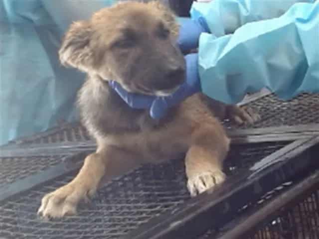 Photo of Senior Shepherd, adoptable Shepherd in Devore, California