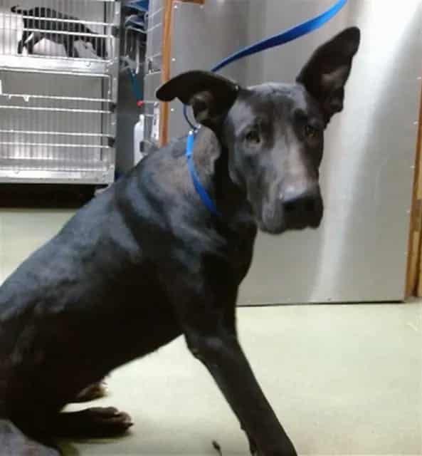 Photo of Senior Labrador Retriever, adoptable Labrador Retriever in Devore, California