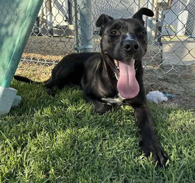 Photo of Senior Pit Bull Terrier mix, adoptable Pit Bull Terrier mix in Devore, California