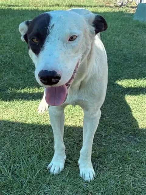 Photo of Senior Shepherd and Terrier, adoptable Shepherd and Terrier in Devore, California