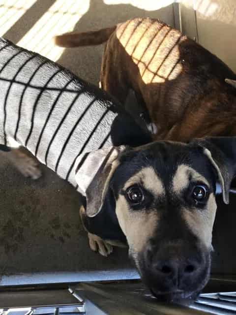 Photo of Senior Shepherd mix, adoptable Shepherd mix in Devore, California