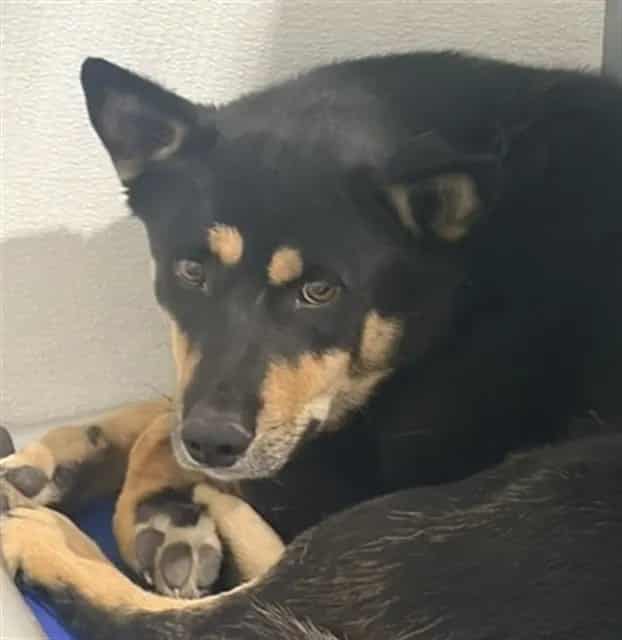 Photo of Senior German Shepherd Dog, adoptable German Shepherd Dog in Devore, California