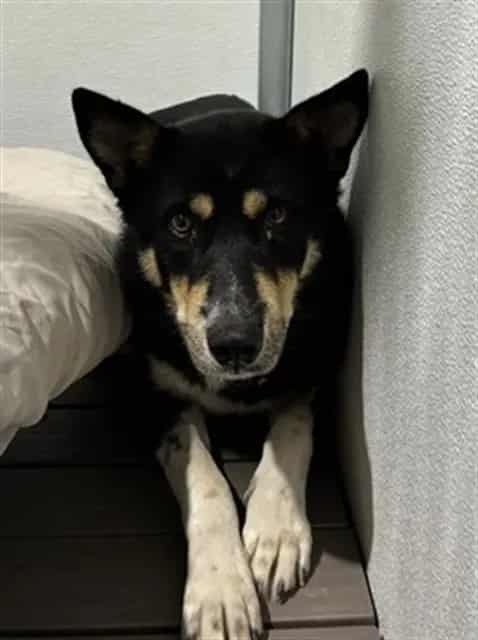 Photo of Senior German Shepherd Dog, adoptable German Shepherd Dog in Devore, California