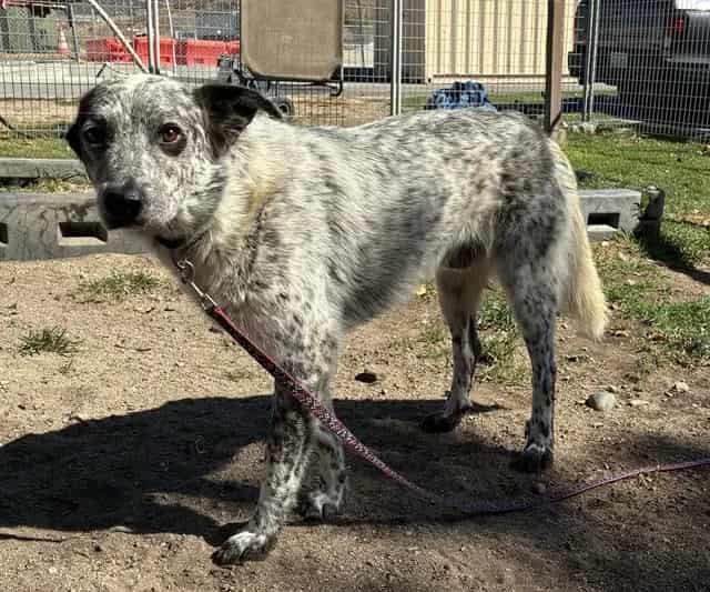 Photo of Senior Australian Cattle Dog, adoptable Australian Cattle Dog in Devore, California