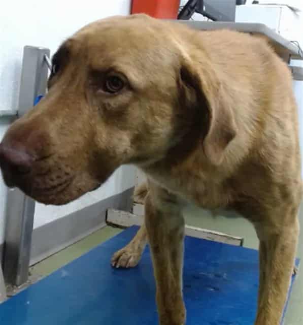 Photo of Senior Shepherd mix, adoptable Shepherd mix in Devore, California
