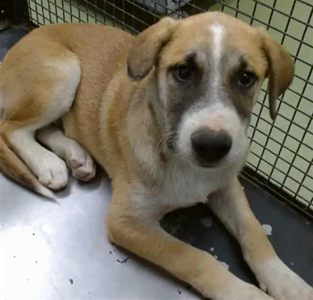 Photo of Senior Shepherd, adoptable Shepherd in Devore, California