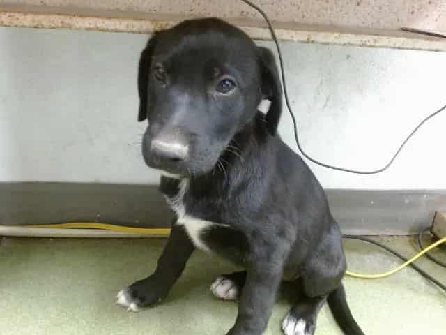 Photo of Senior Shepherd, adoptable Shepherd in Devore, California