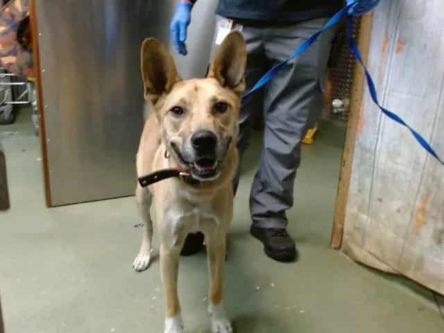 Photo of Senior Shepherd, adoptable Shepherd in Devore, California
