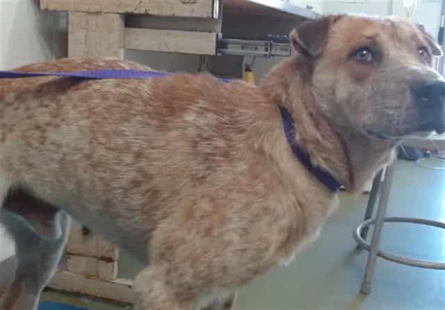 Photo of Senior Australian Cattle Dog mix, adoptable Australian Cattle Dog mix in Devore, California