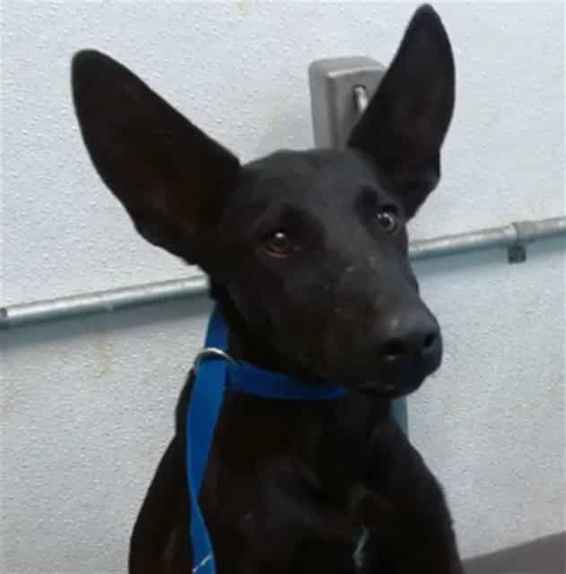 Photo of Senior Shepherd mix, adoptable Shepherd mix in Devore, California