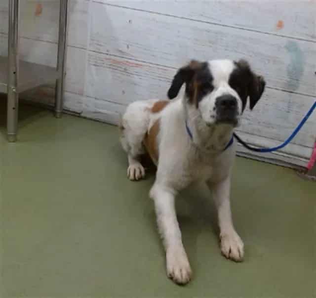 Photo of Senior St Bernard - Rough Coated, adoptable St Bernard - Rough Coated in Devore, California
