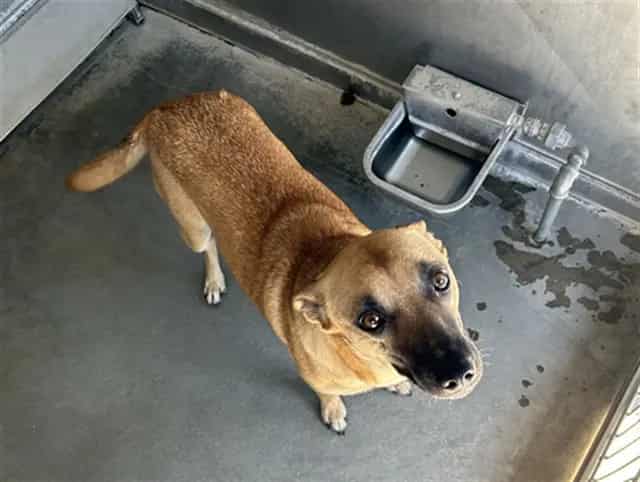 Photo of Senior Shepherd mix, adoptable Shepherd mix in Devore, California
