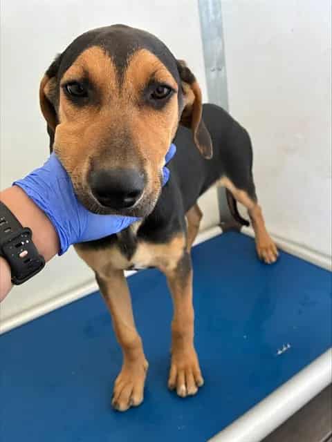Photo of Senior Shepherd mix, adoptable Shepherd mix in Devore, California