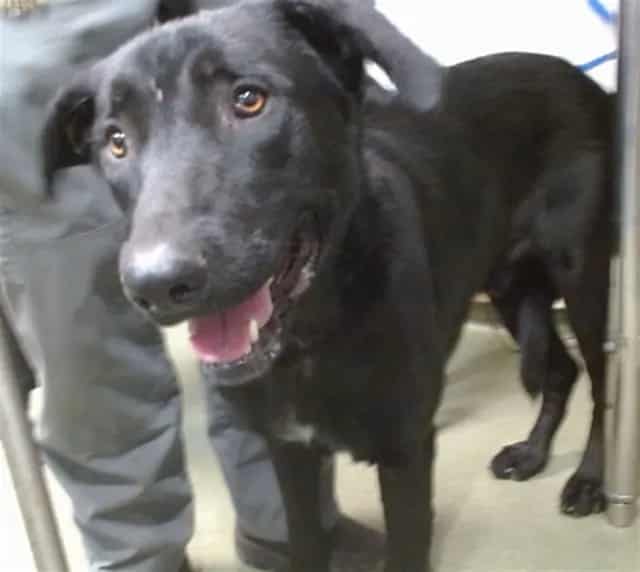 Photo of Senior Shepherd mix, adoptable Shepherd mix in Devore, California