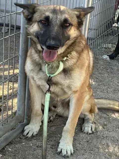Photo of Senior Shepherd mix, adoptable Shepherd mix in Devore, California