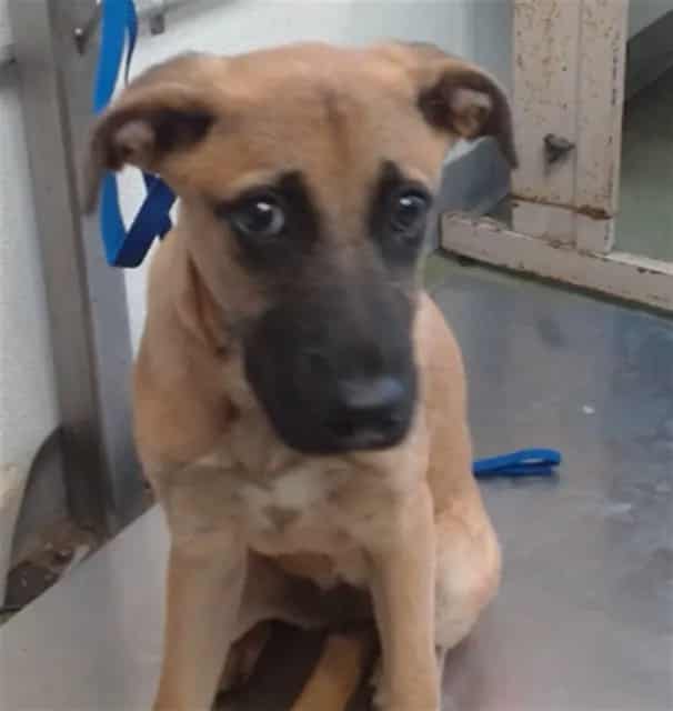 Photo of Senior Shepherd mix, adoptable Shepherd mix in Devore, California