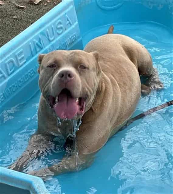 Photo of Senior Pit Bull Terrier, adoptable Pit Bull Terrier in Devore, California