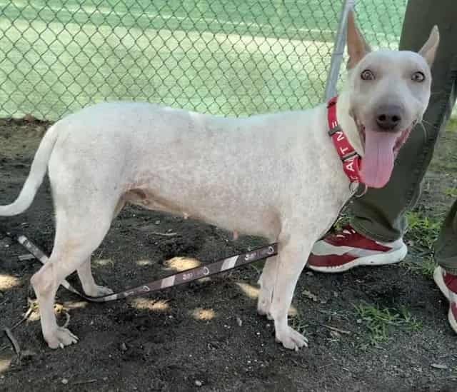 Photo of Senior Xoloitzcuintli mix, adoptable Xoloitzcuintli mix in Devore, California