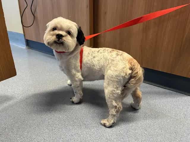 Photo of Senior Shih Tzu, adoptable Shih Tzu in San José, California