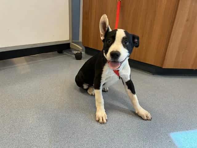 Photo of Senior Pit Bull Terrier mix, adoptable Pit Bull Terrier mix in San José, California