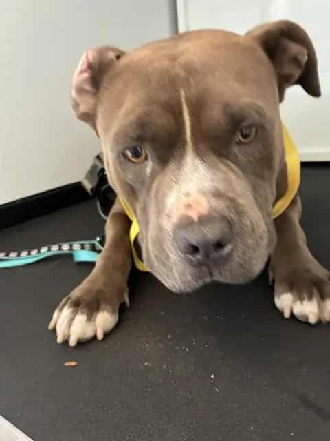 Photo of Senior Pit Bull Terrier, adoptable Pit Bull Terrier in San José, California