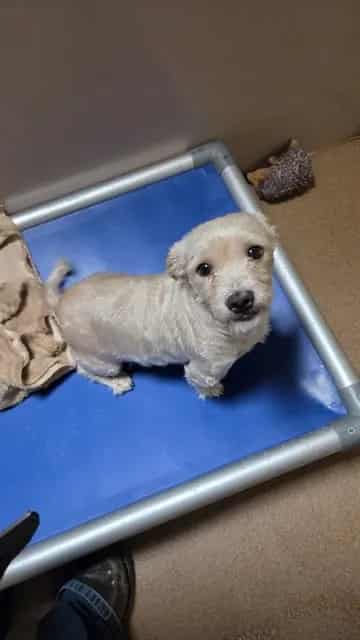 Photo of Mochi, adoptable Toy Fox Terrier in San José, California