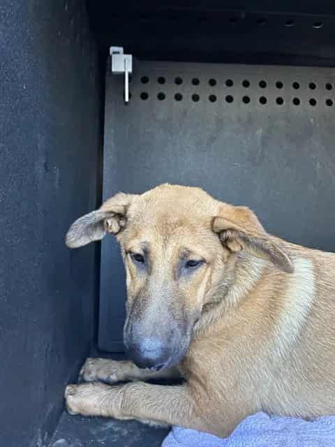 Photo of Senior German Shepherd Dog, adoptable German Shepherd Dog in San José, California