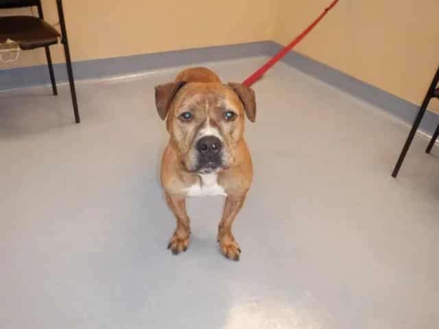 Photo of Senior Pit Bull Terrier, adoptable Pit Bull Terrier in San José, California