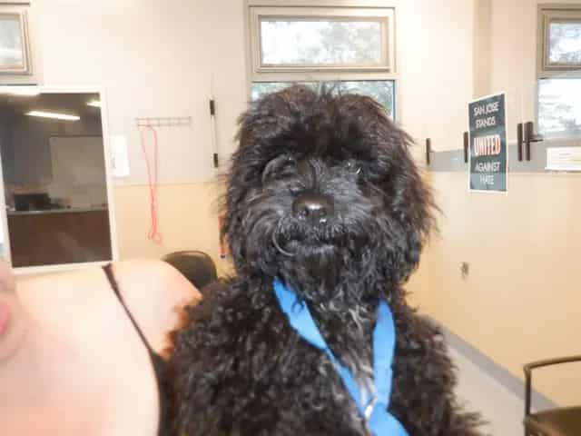 Photo of Senior Maltese and Poodle - Miniature, adoptable Maltese and Poodle - Miniature in San José, California