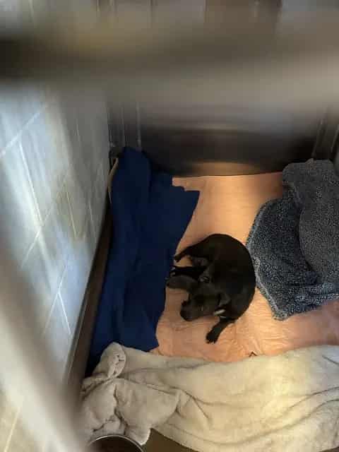 Photo of Senior Rat Terrier mix, adoptable Rat Terrier mix in San José, California