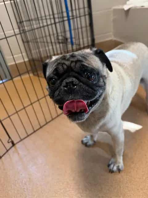 Photo of Arturo, adoptable Pug in San José, California
