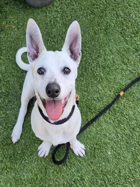 Photo of Lisbet, adoptable Chihuahua - Smooth Coated mix in San José, California